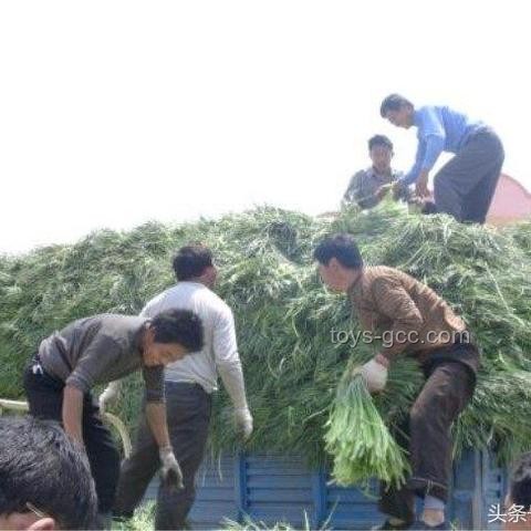 痔疮生长极限与手术治疗实录研究