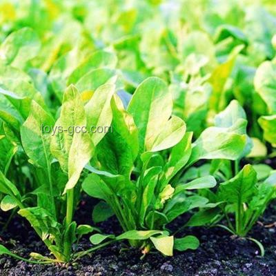 痔疮生长极限与手术治疗实录研究